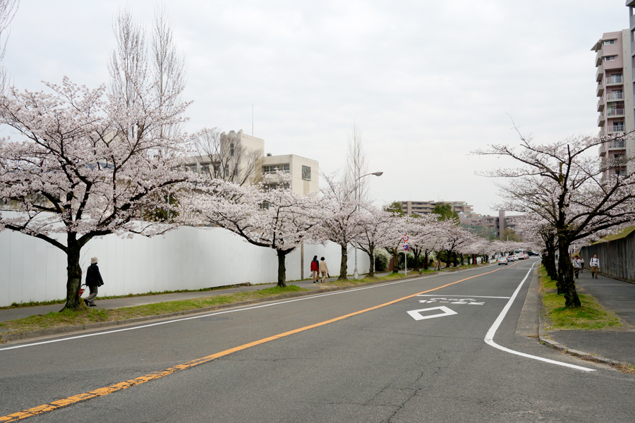 6月19日 きょうは何の日 1957年 枚方公園から香里ヶ丘への道路が完成 でんごんばん 枚方つーしん