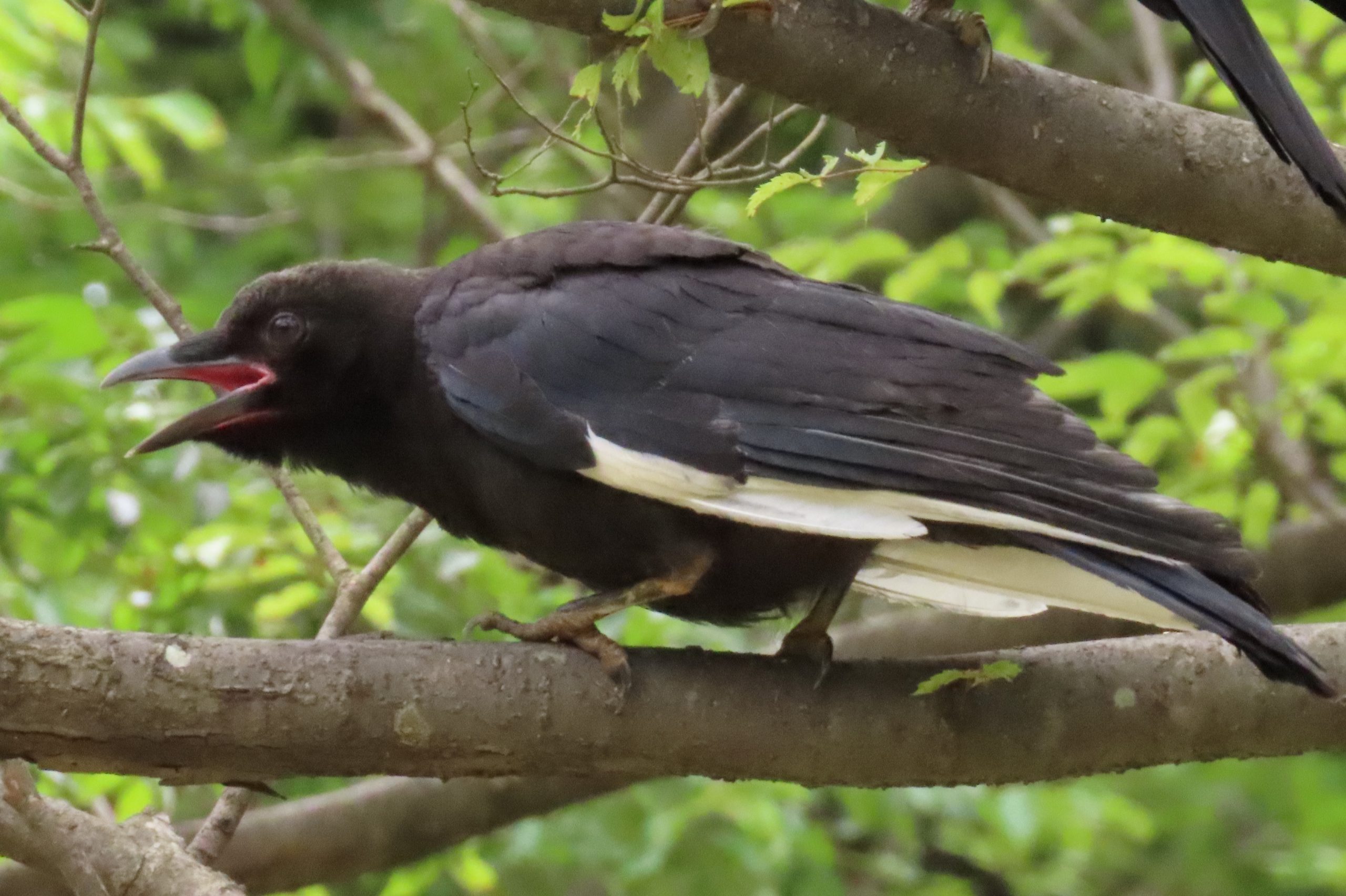 山田池公園に羽の一部が白いカラスがでたみたい 枚方つーしん