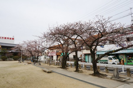 春日公園の桜130326-02