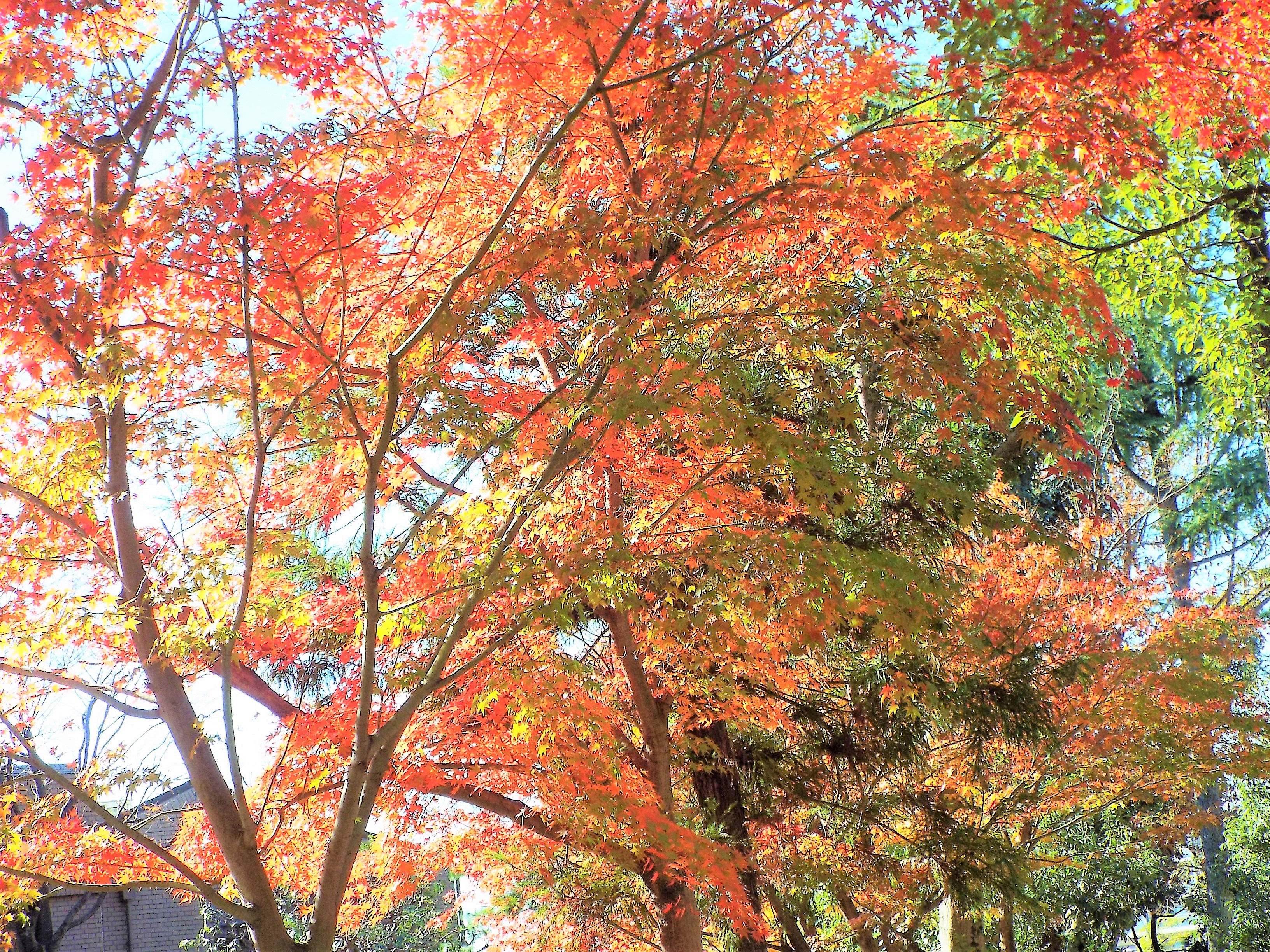 枚方市内や近隣の紅葉っぷり 枚方フォト 枚方つーしん