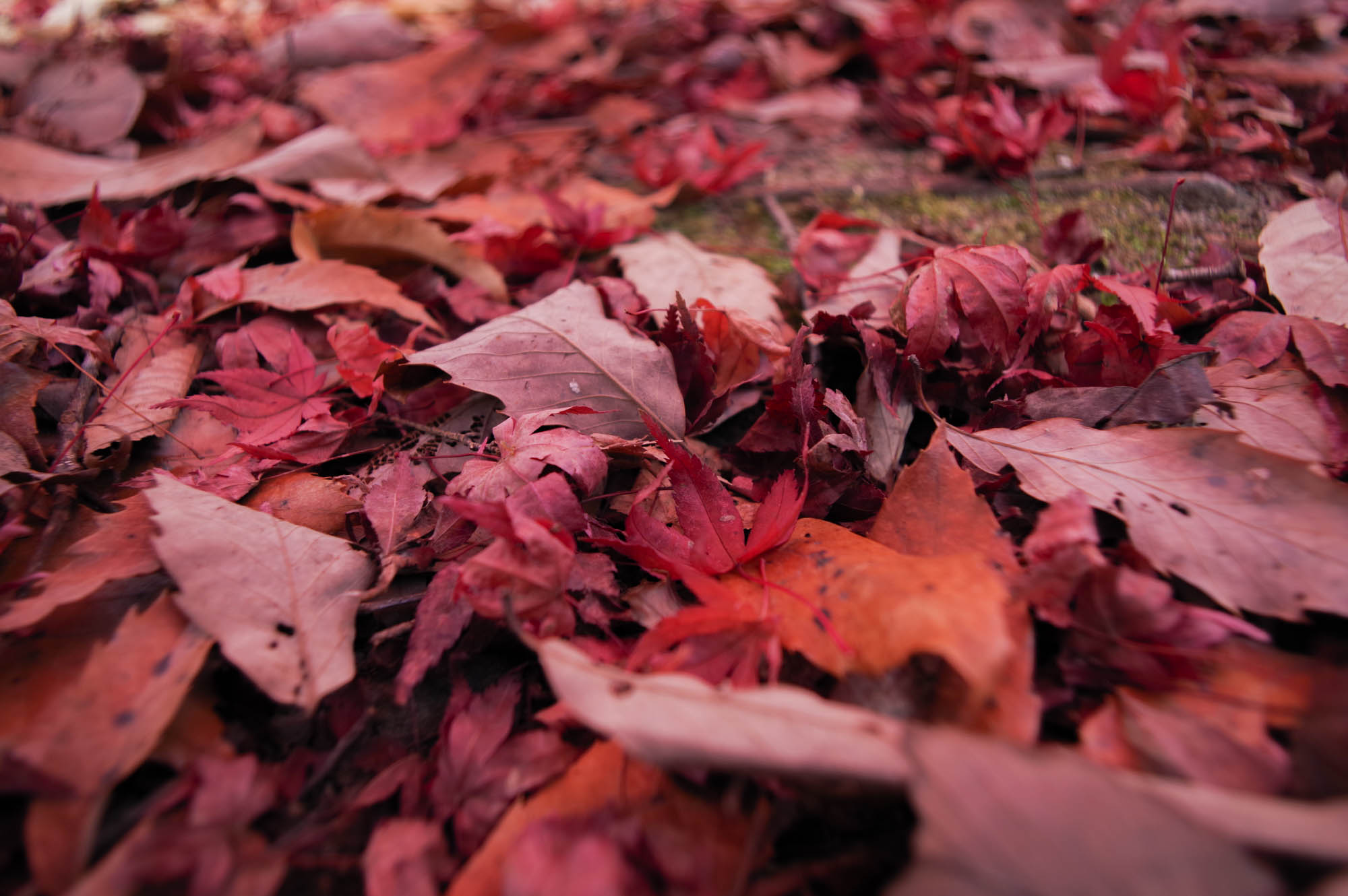 枚方市内や近隣の紅葉っぷり 枚方フォト 枚方つーしん