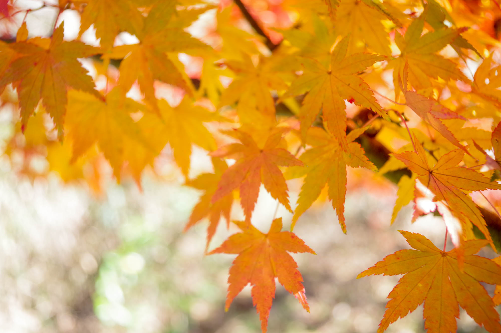 枚方市内や近隣の紅葉っぷり 枚方フォト 枚方つーしん