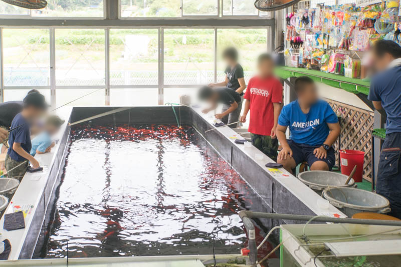 夏は涼みながら室内で釣り 杉の京阪錦鯉センターで生物好き専門学生と釣り堀楽しんでたらわかった室内釣り堀の魅力 枚方つーしん