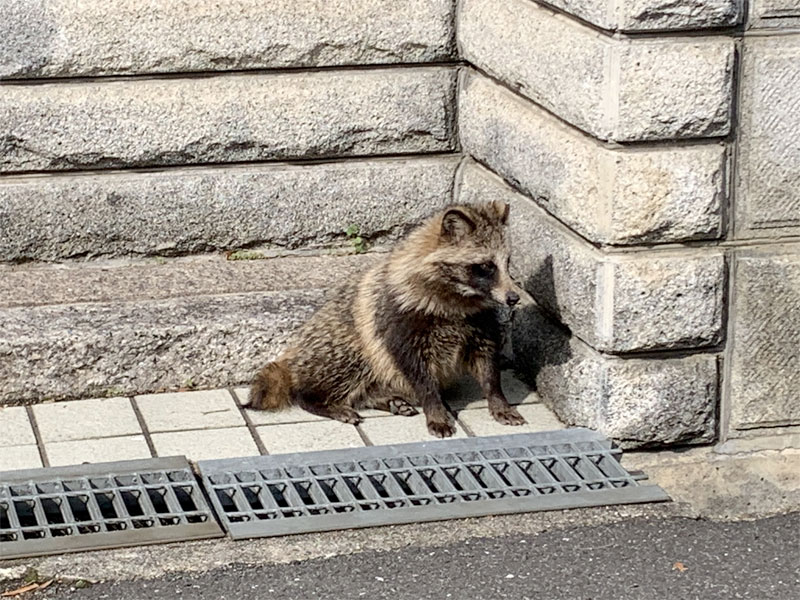 枚方で新たに目撃されたタヌキとアライグマ 枚方フォト 枚方つーしん