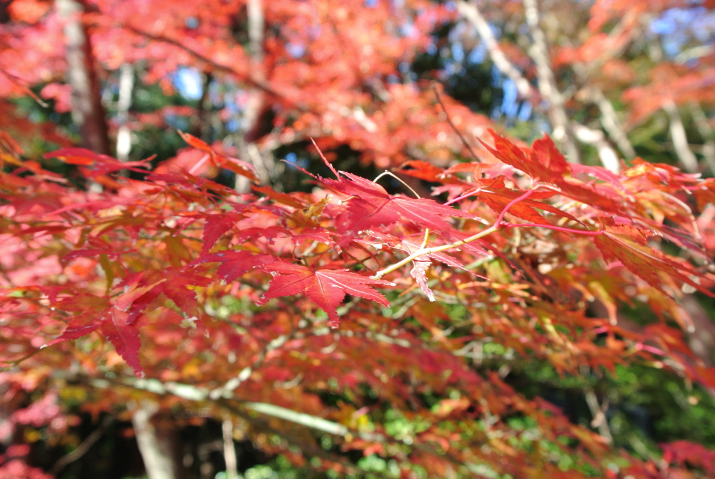 石清水八幡宮の紅葉 By たー フォト 枚方つーしん