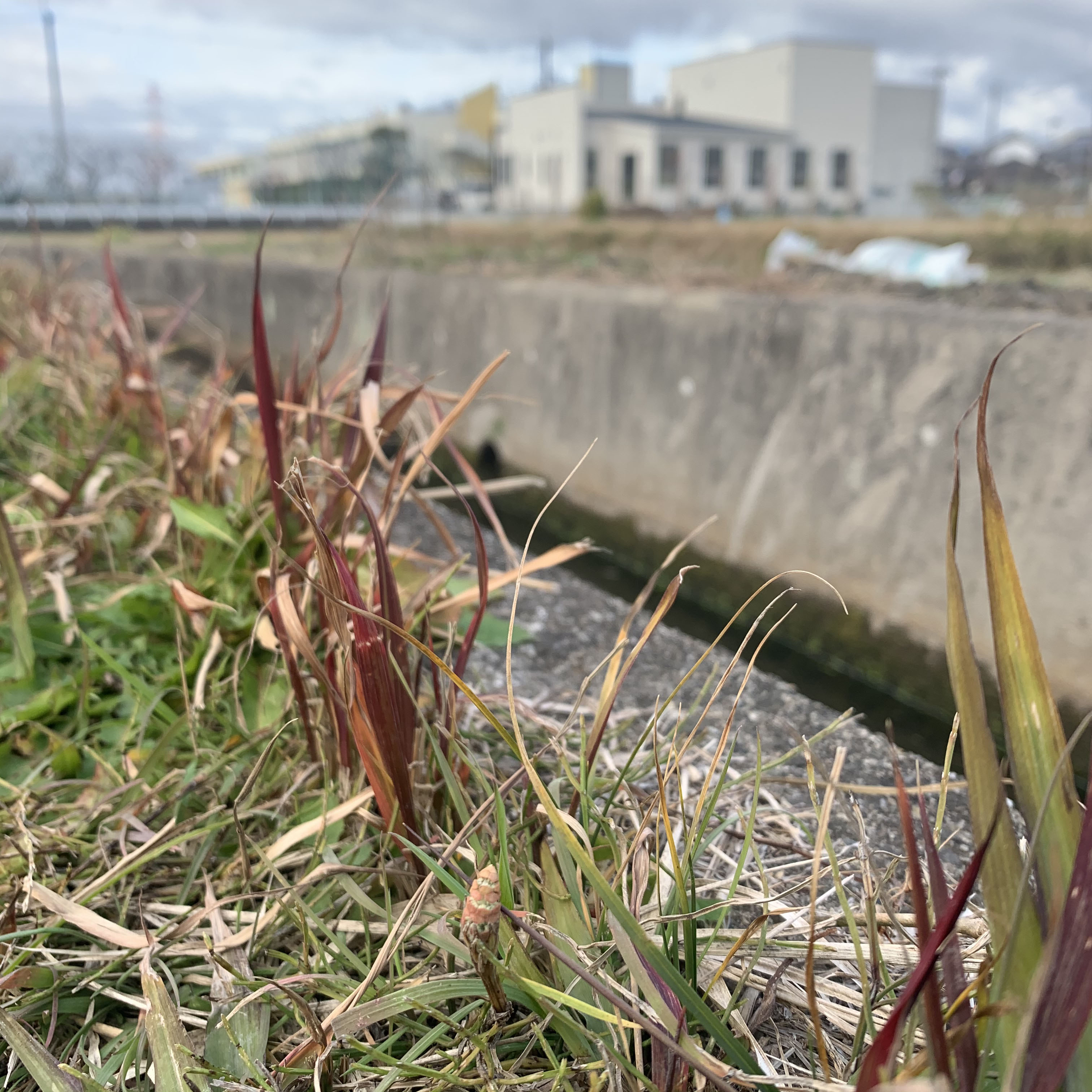 冬だけどつくしが生えてた 枚方つーしん