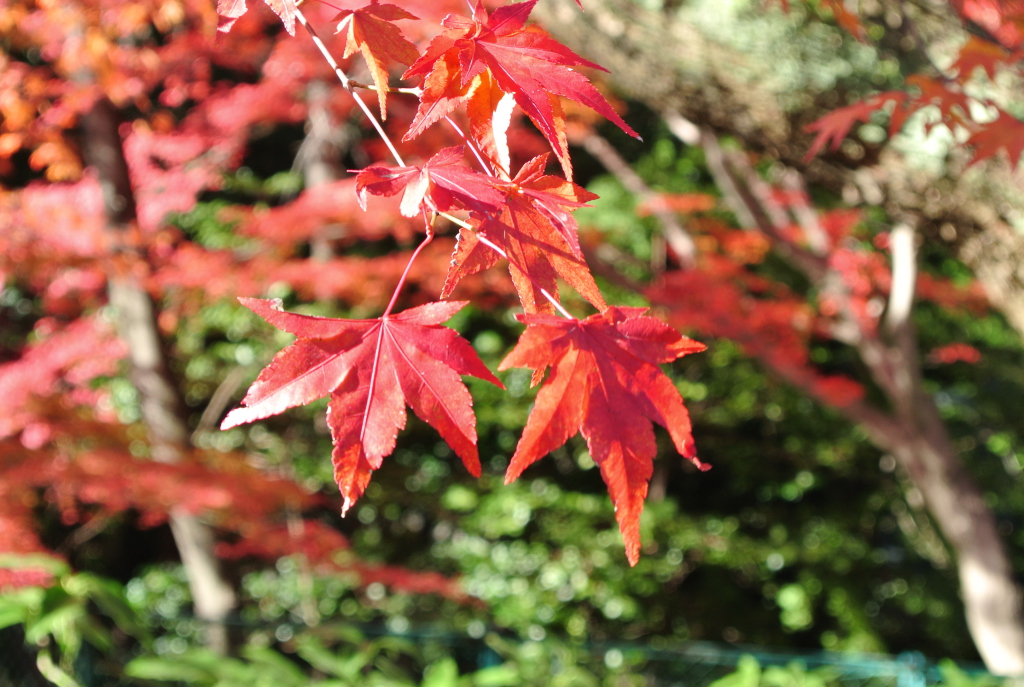 石清水八幡宮の紅葉 By たー フォト 枚方つーしん