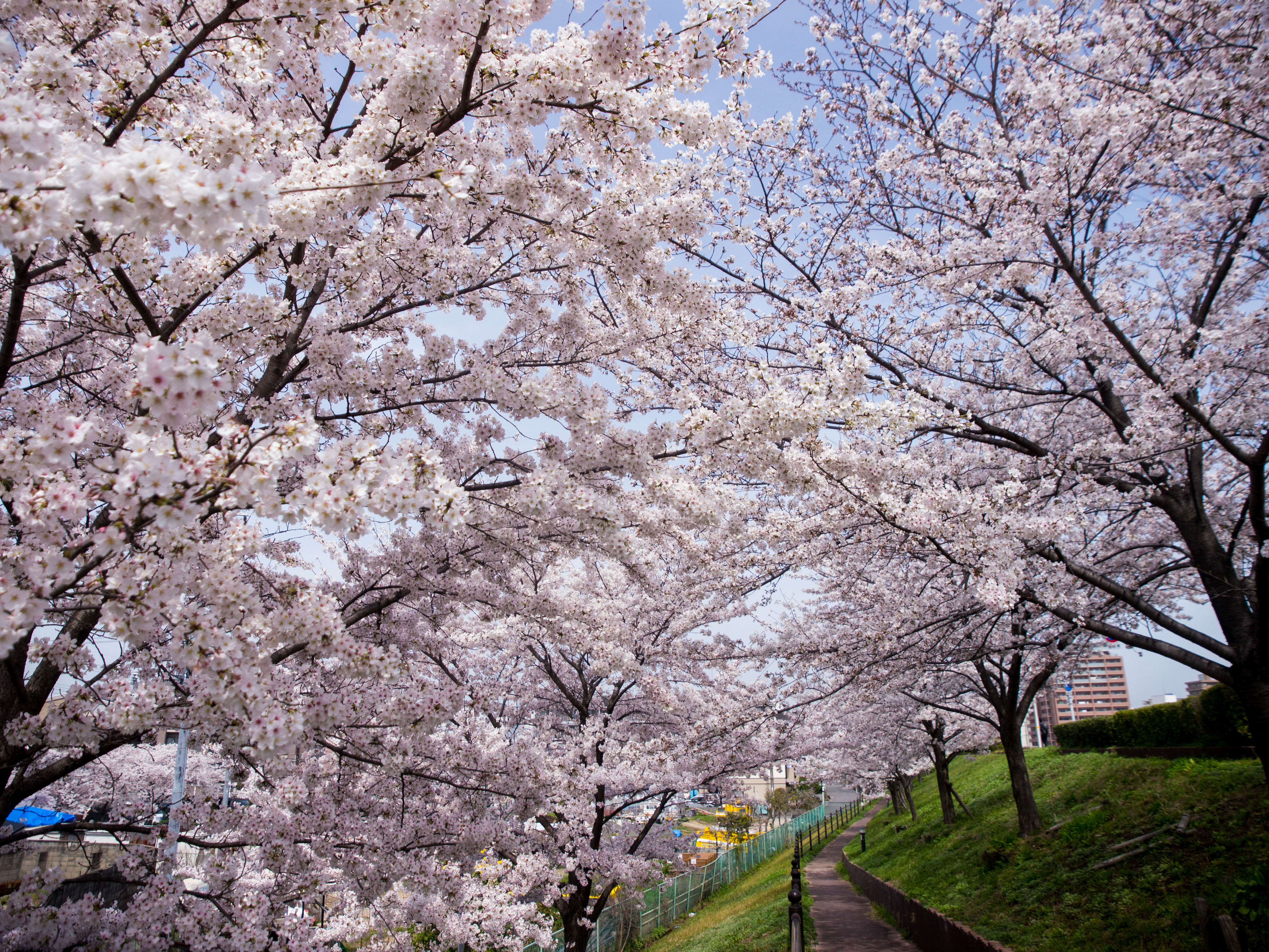 マツエクが花粉症対策に 卒入園や卒入学式にお花見 イベントたくさん ご新規様70 Off ひらつー広告 枚方つーしん